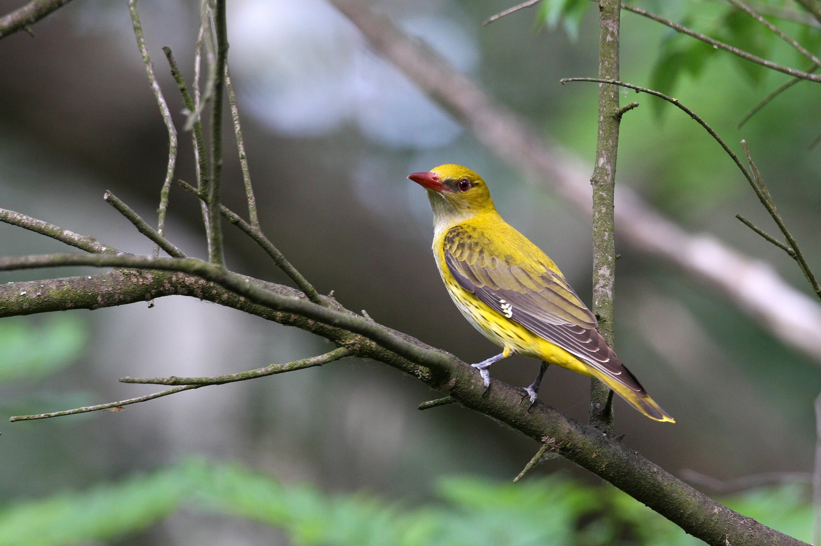 Frühlingsvogel