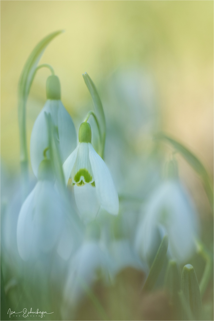 Frühlingsvorboten