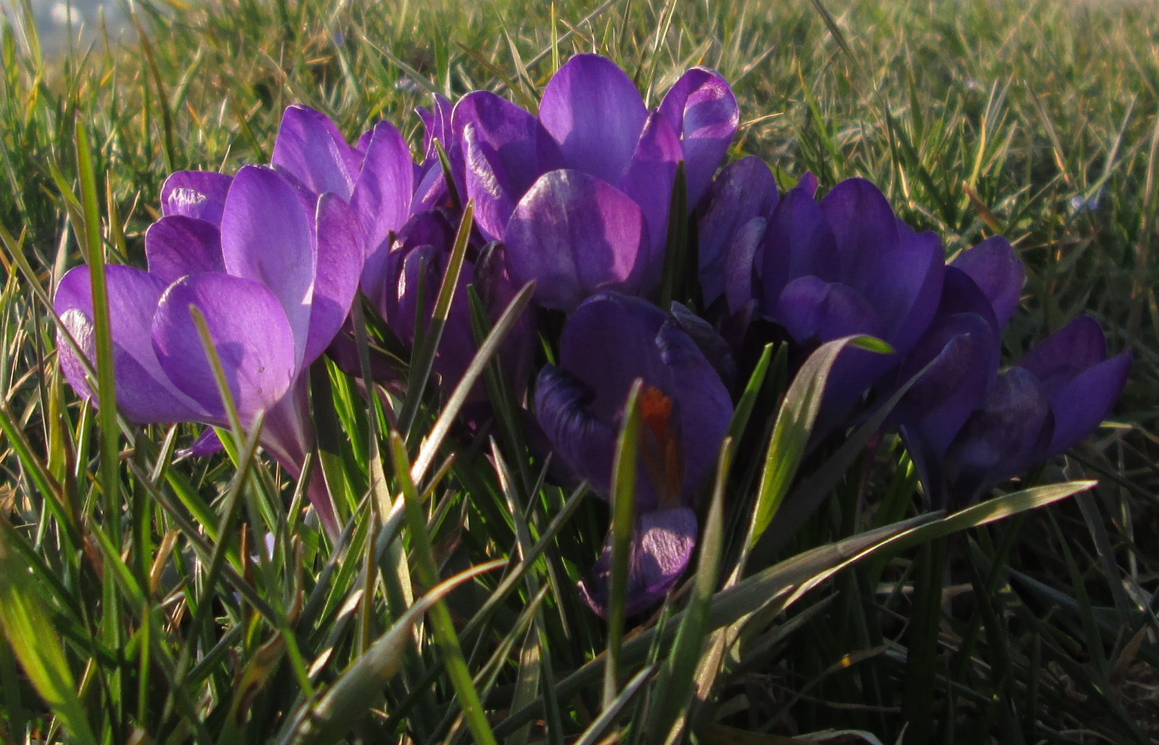 Frühlingsvorboten