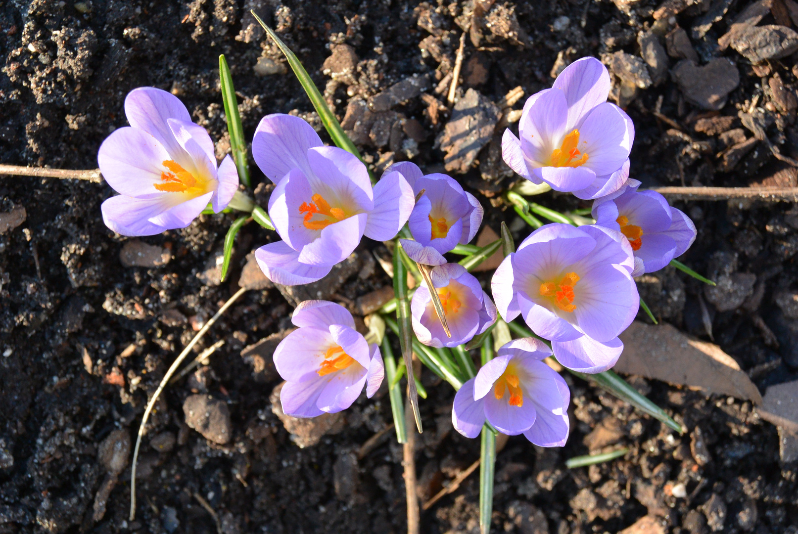 Frühlingsvorboten