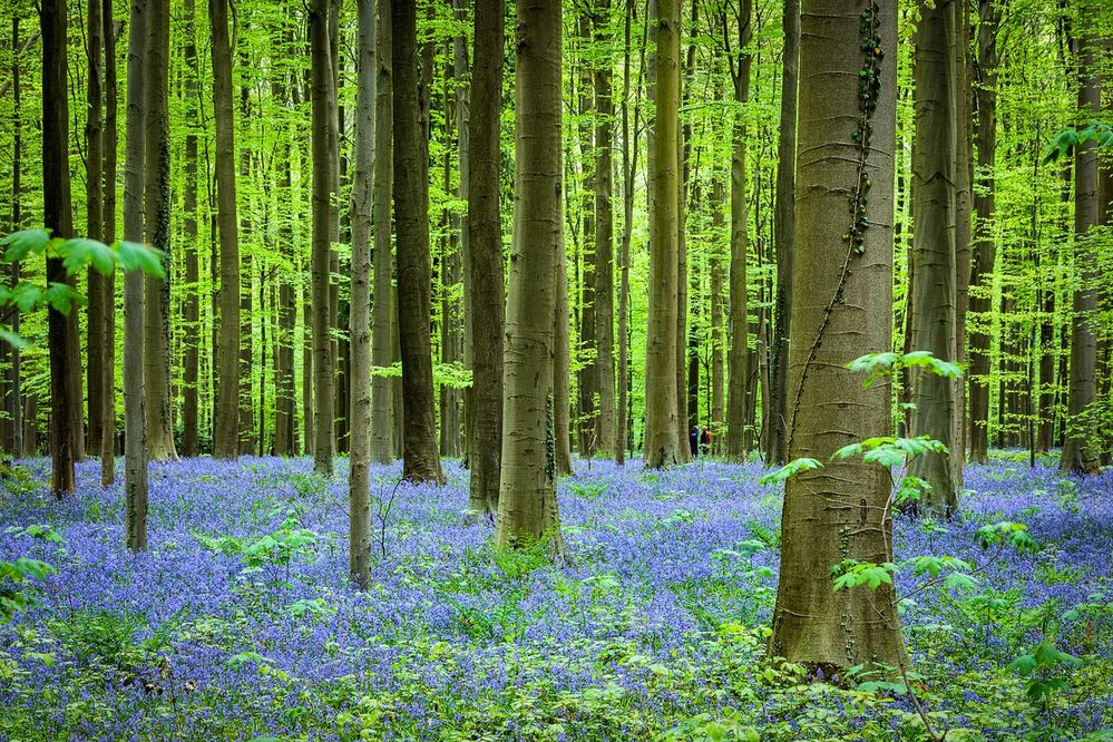 Frühlingswald Hallerbos