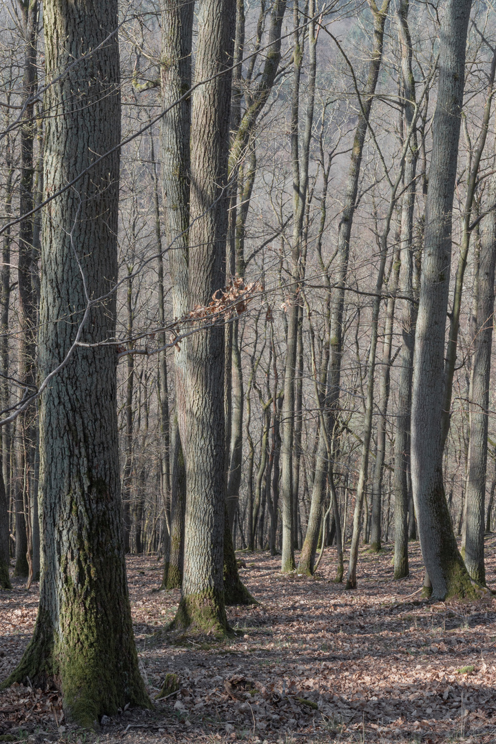 Frühlingswald im Morgenlicht