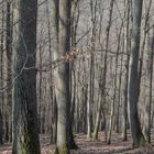 Frühlingswald im Morgenlicht