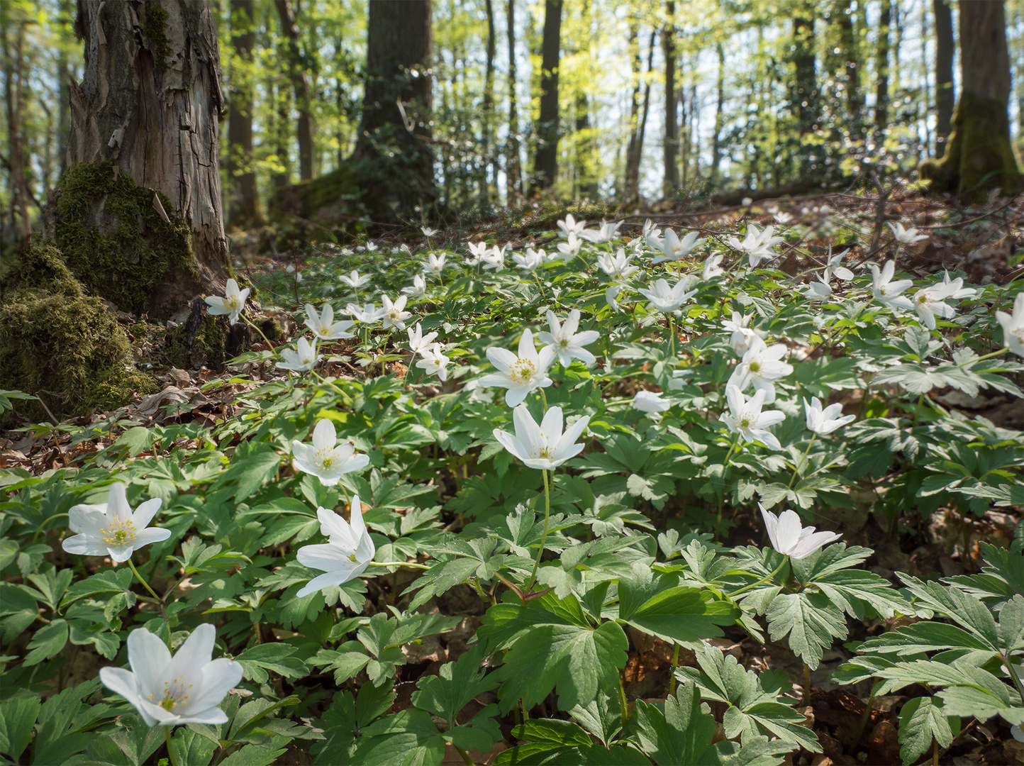 Frühlingswald in der Eifel