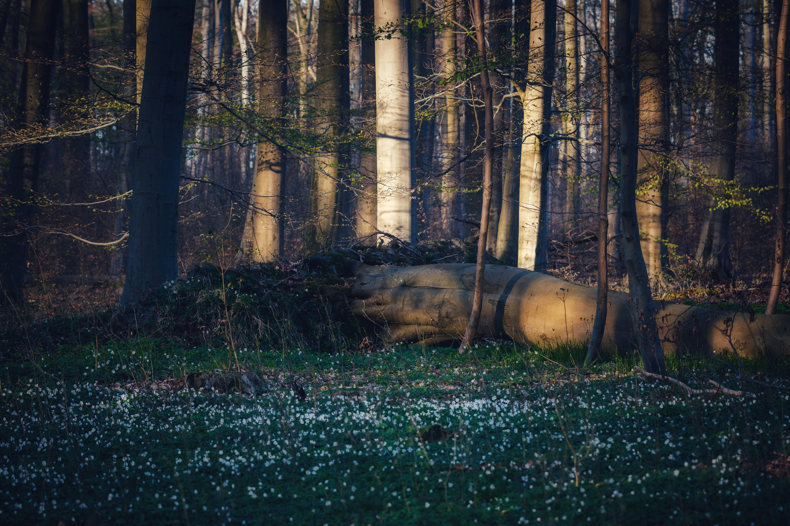 Frühlingswald mit Anemonen