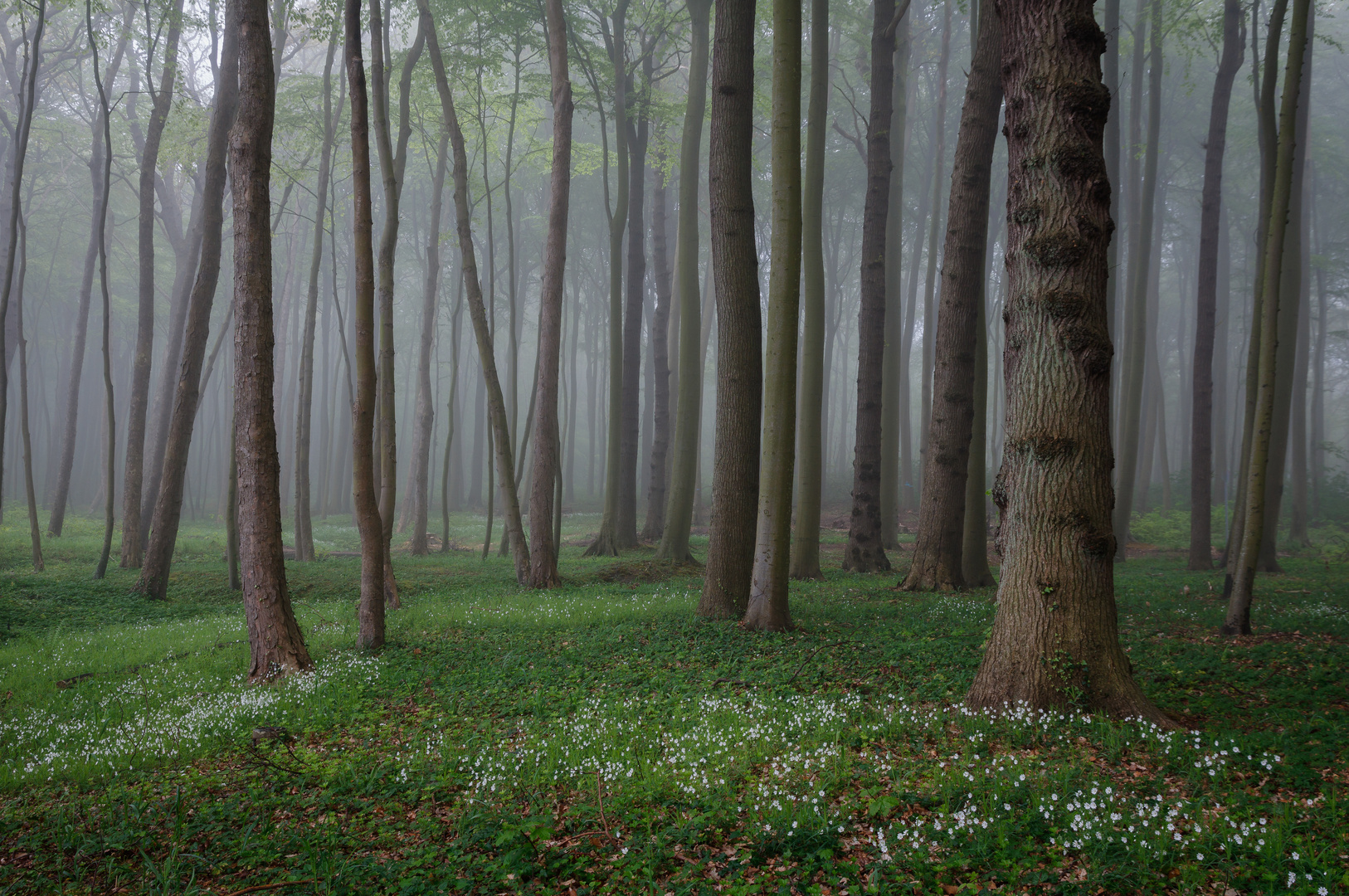 Frühlingswald mit Sternmiere