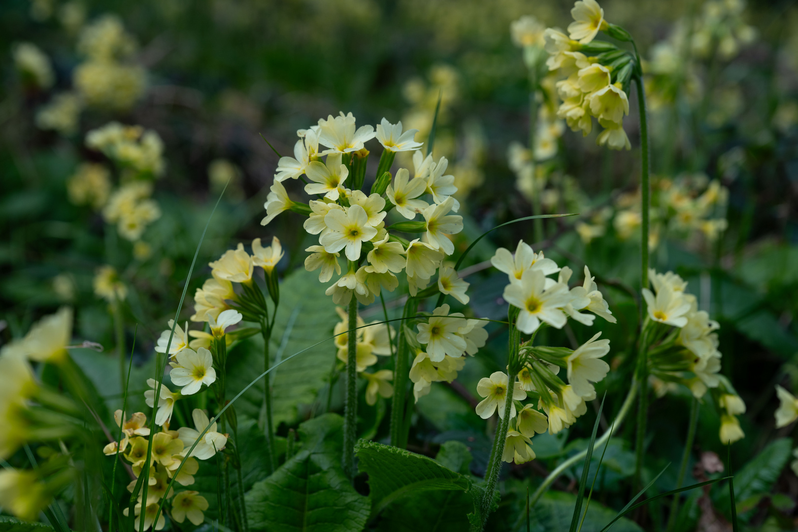 Frühlingswald - Schlu?sselblumen