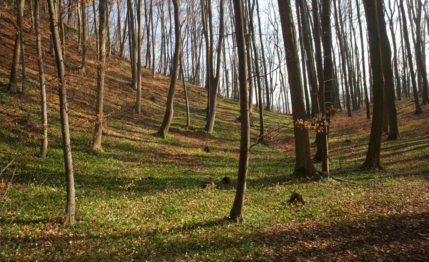 Frühlingswald - Sichtweisen