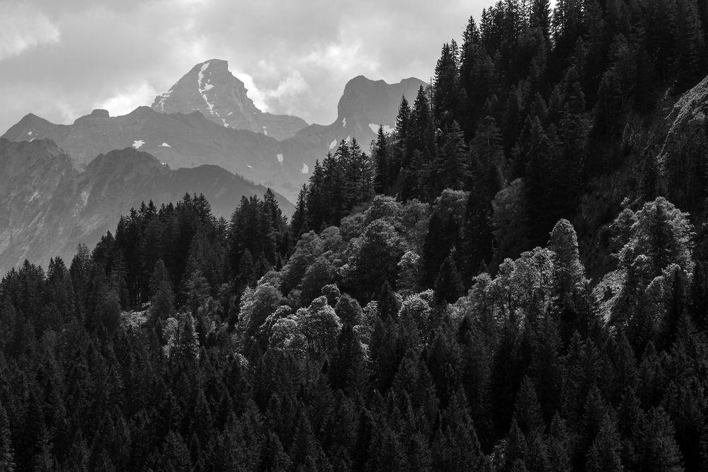 Frühlingswald und Hochgebirge