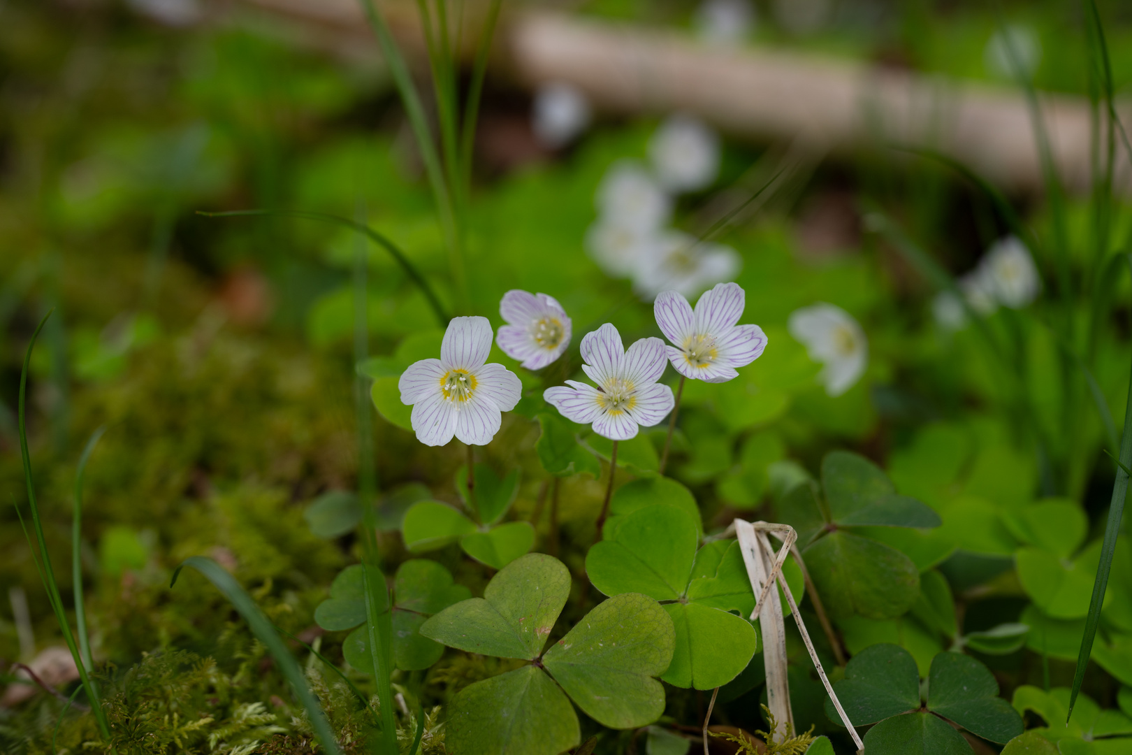 Frühlingswald - Waldsauerklee