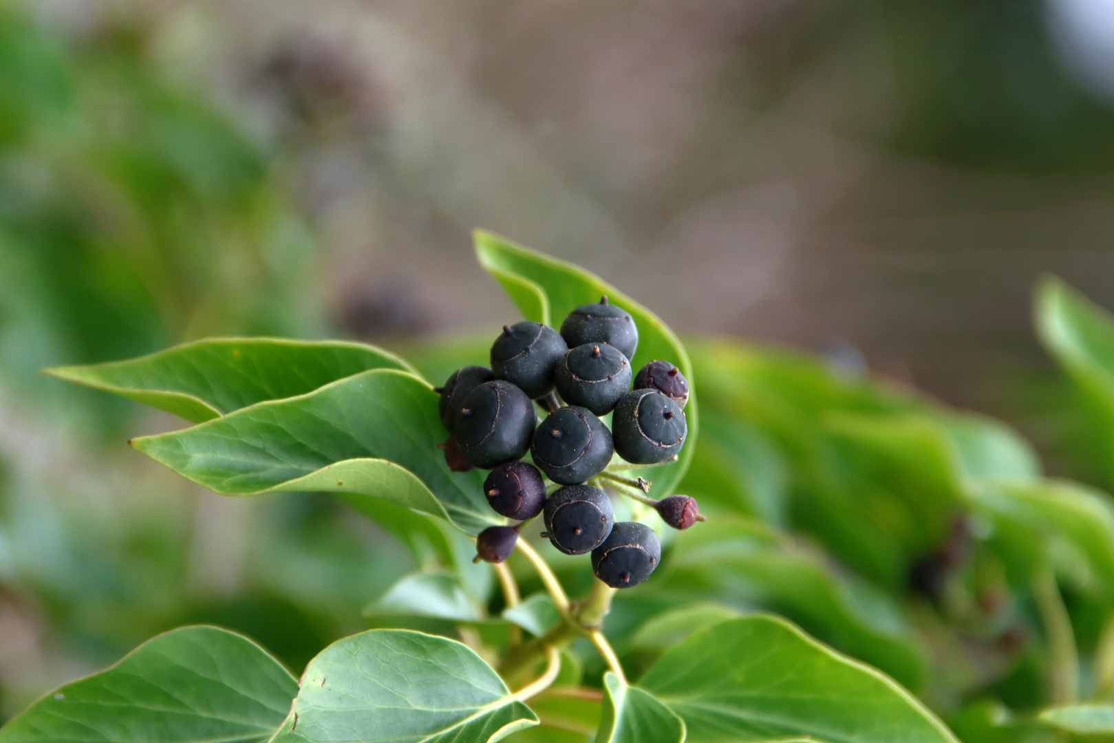 Frühlingswaldbeeren