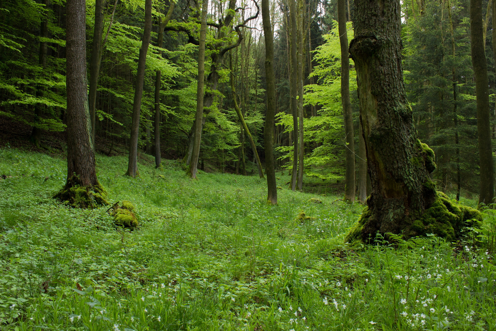 Frühlingswaldlichtung