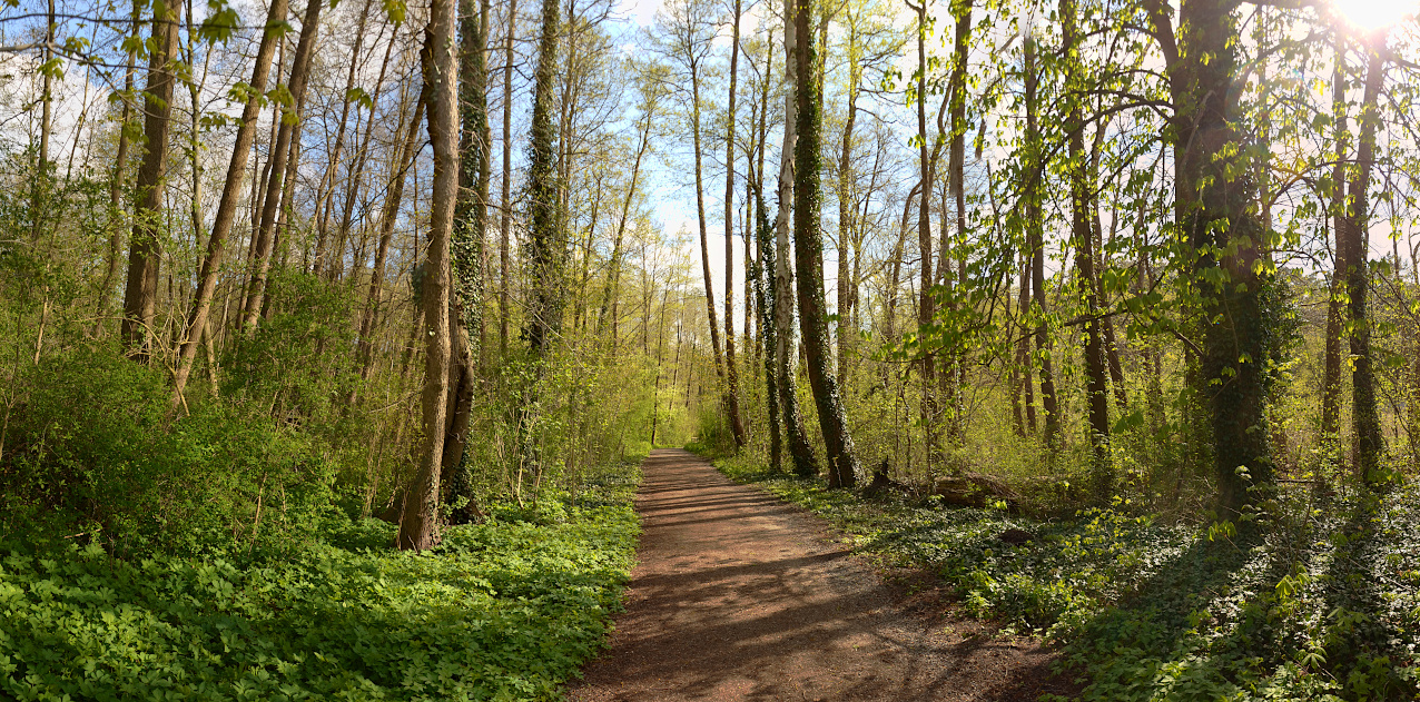 frühlingswaldweg am see