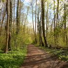 frühlingswaldweg am see