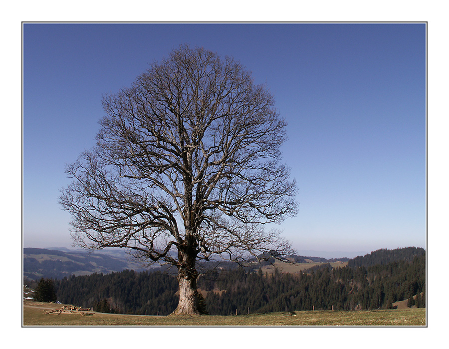 Frühlingswanderung im Februar