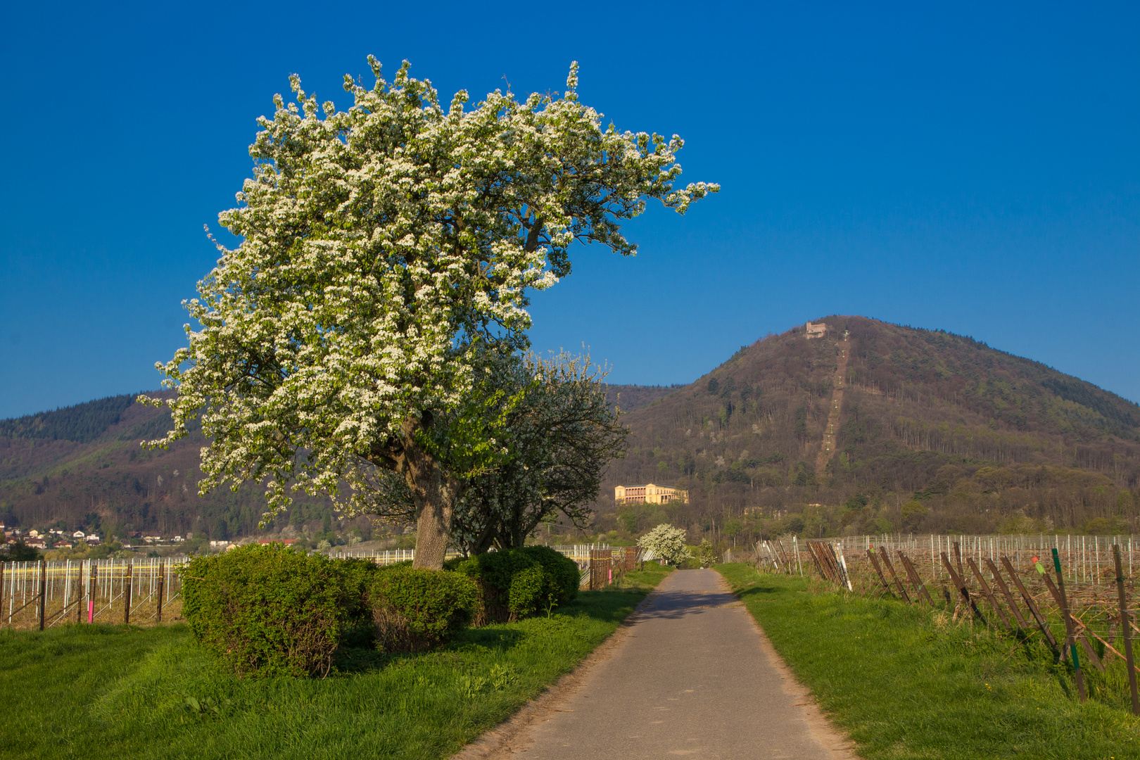 Frühlingswanderung zur Villa Ludwigshöhe