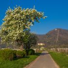 Frühlingswanderung zur Villa Ludwigshöhe