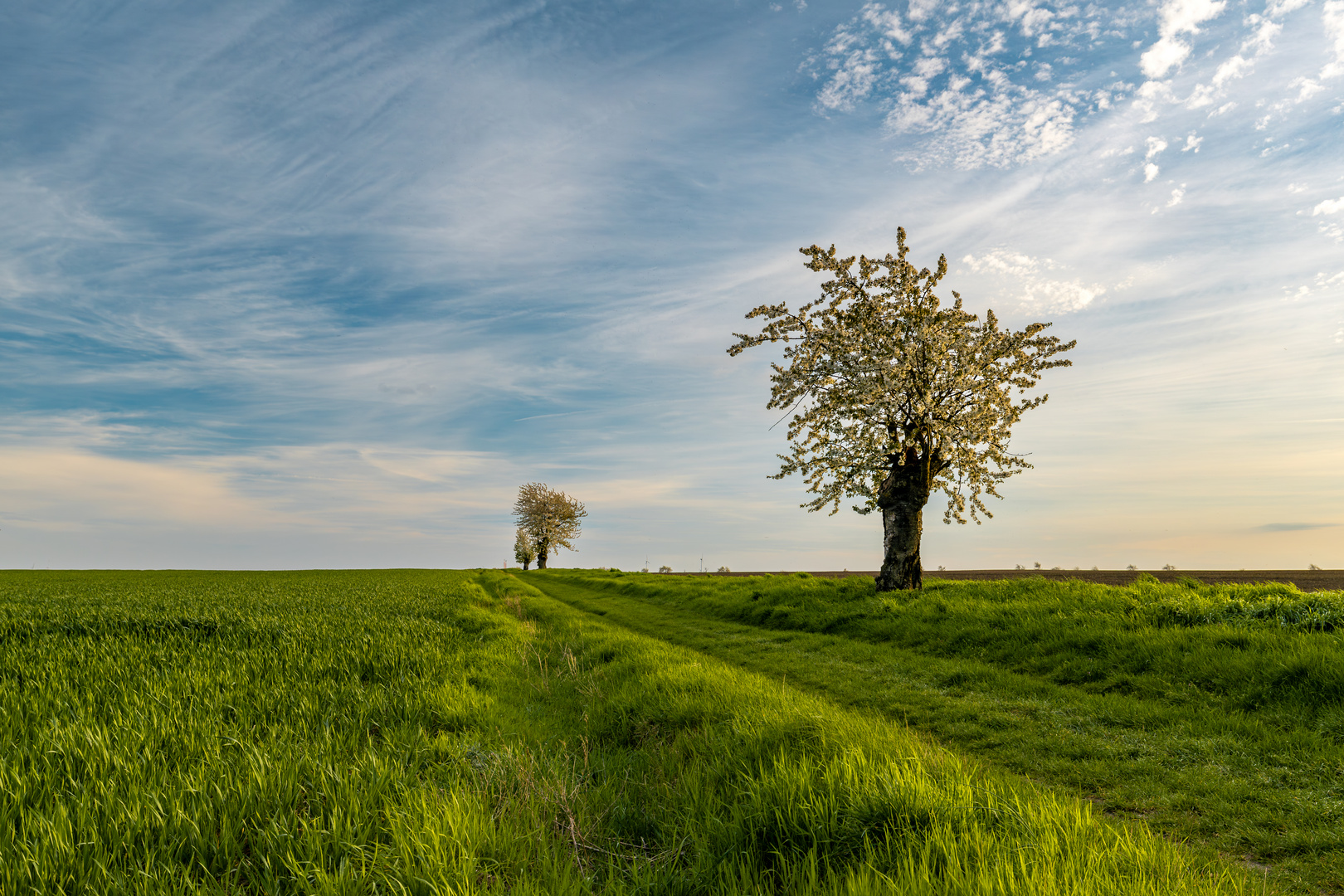 Frühlingsweg im Saalekreis