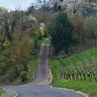 Frühlingswege durch die Weinberge und Gärten 