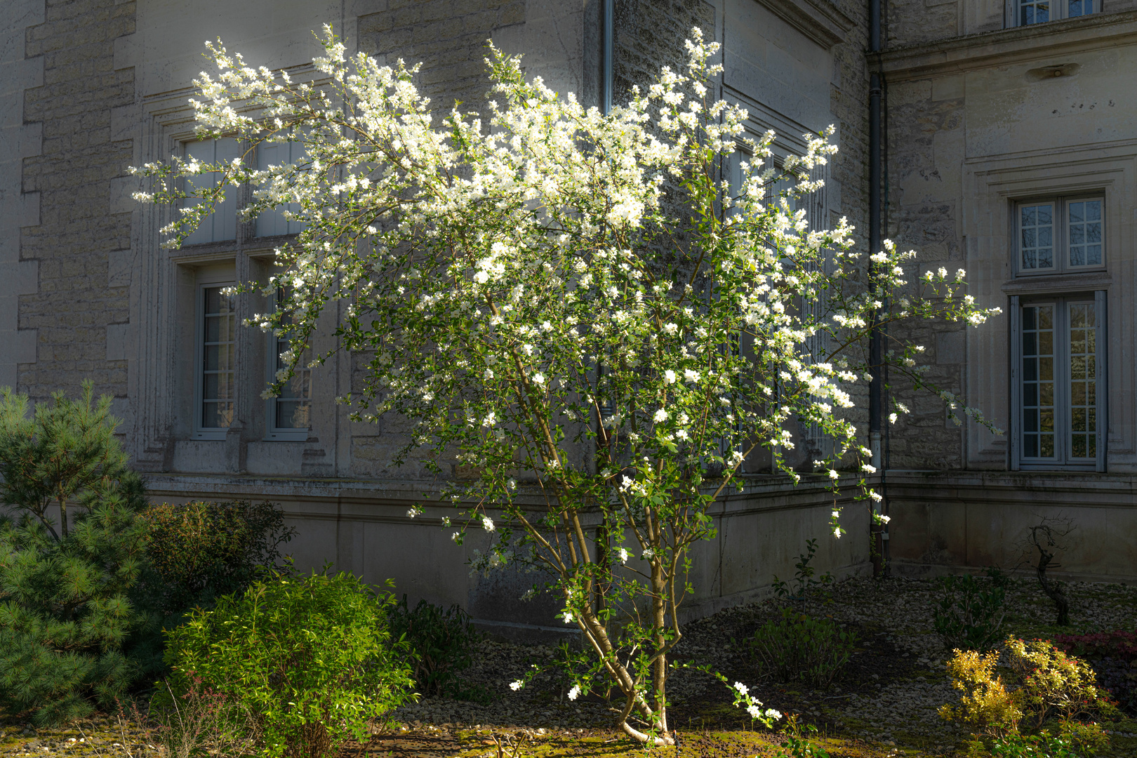 Frühlingsweiß