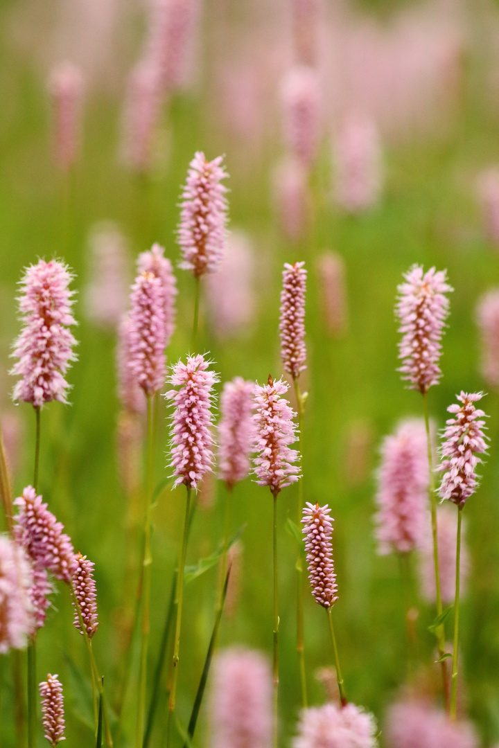 Frühlingswies in Rosa mit Schlangen-Knöterich