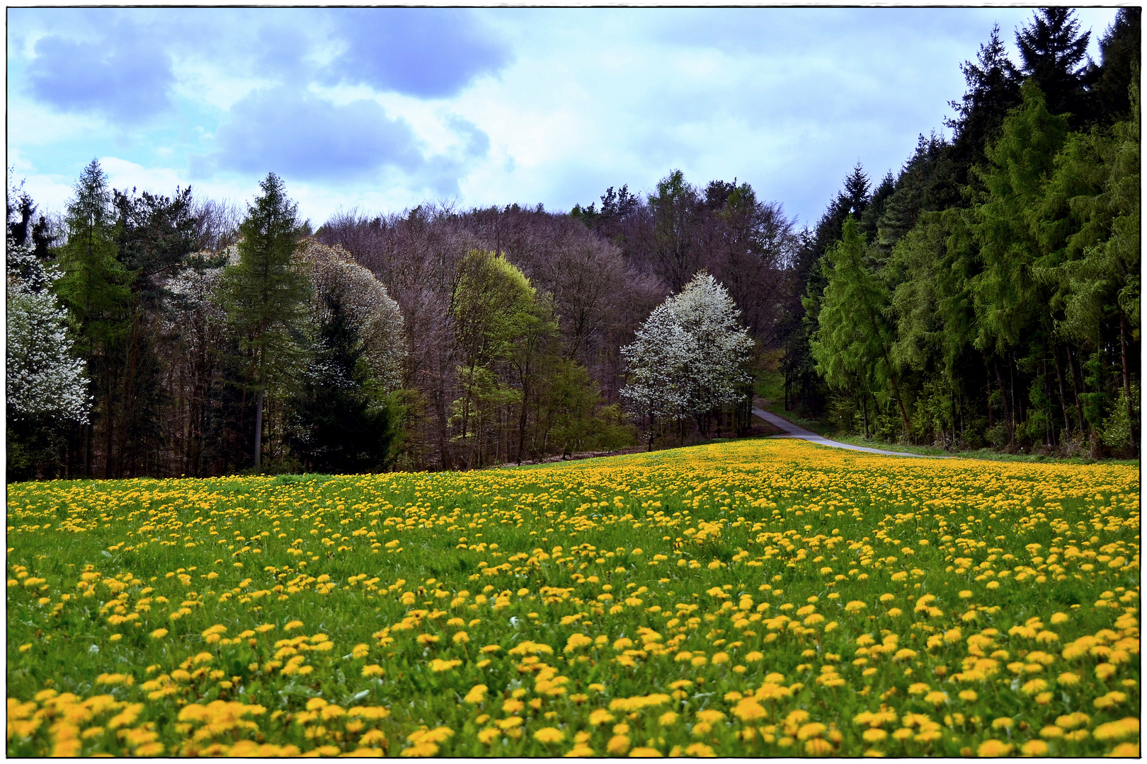 Frühlingswiese