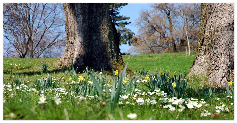 Frühlingswiese