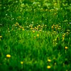 Natur und Tiere