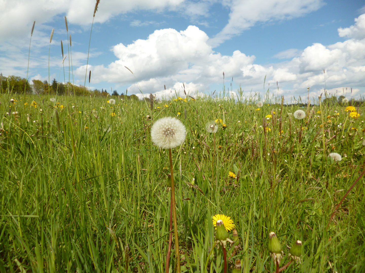 Frühlingswiese