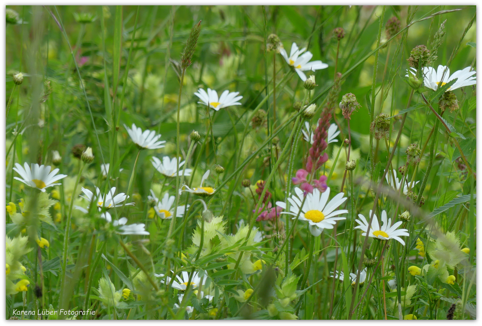 Frühlingswiese