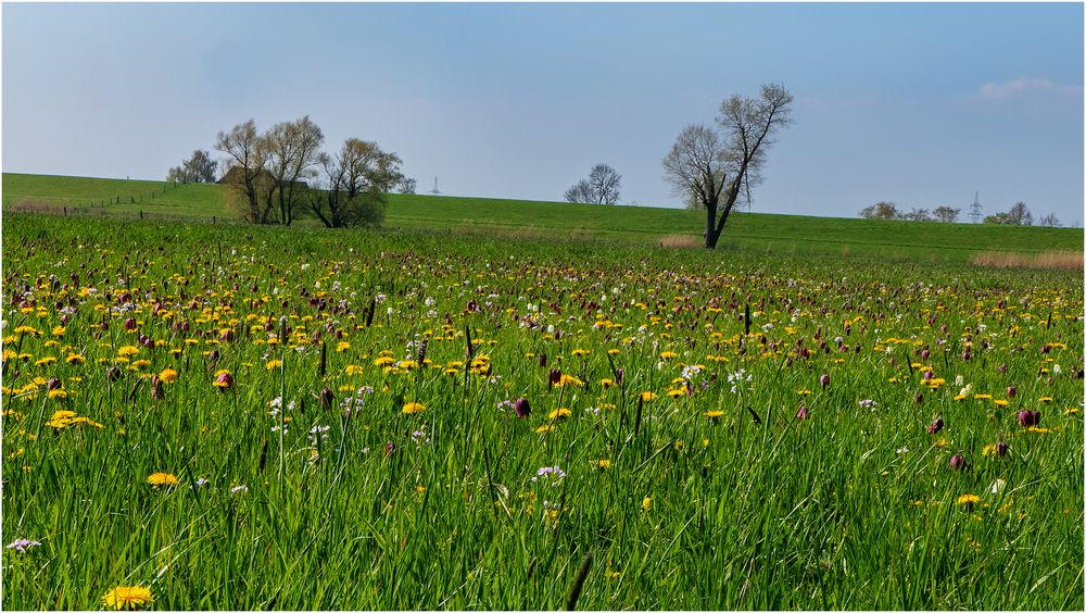 Frühlingswiese