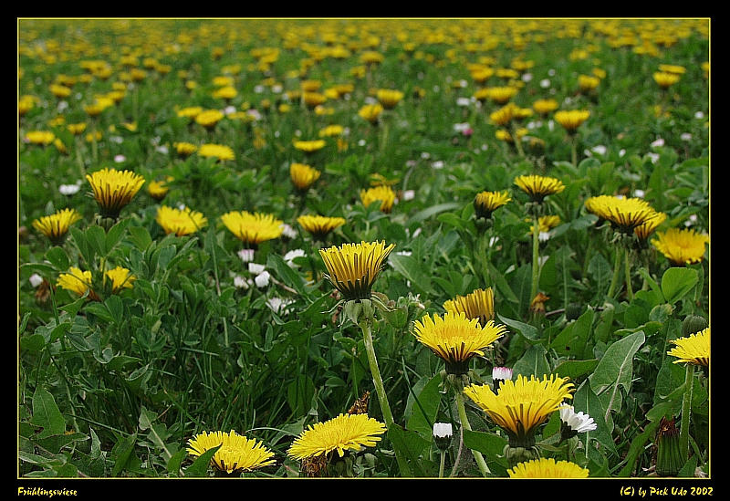 Frühlingswiese von Udo Walter Pick