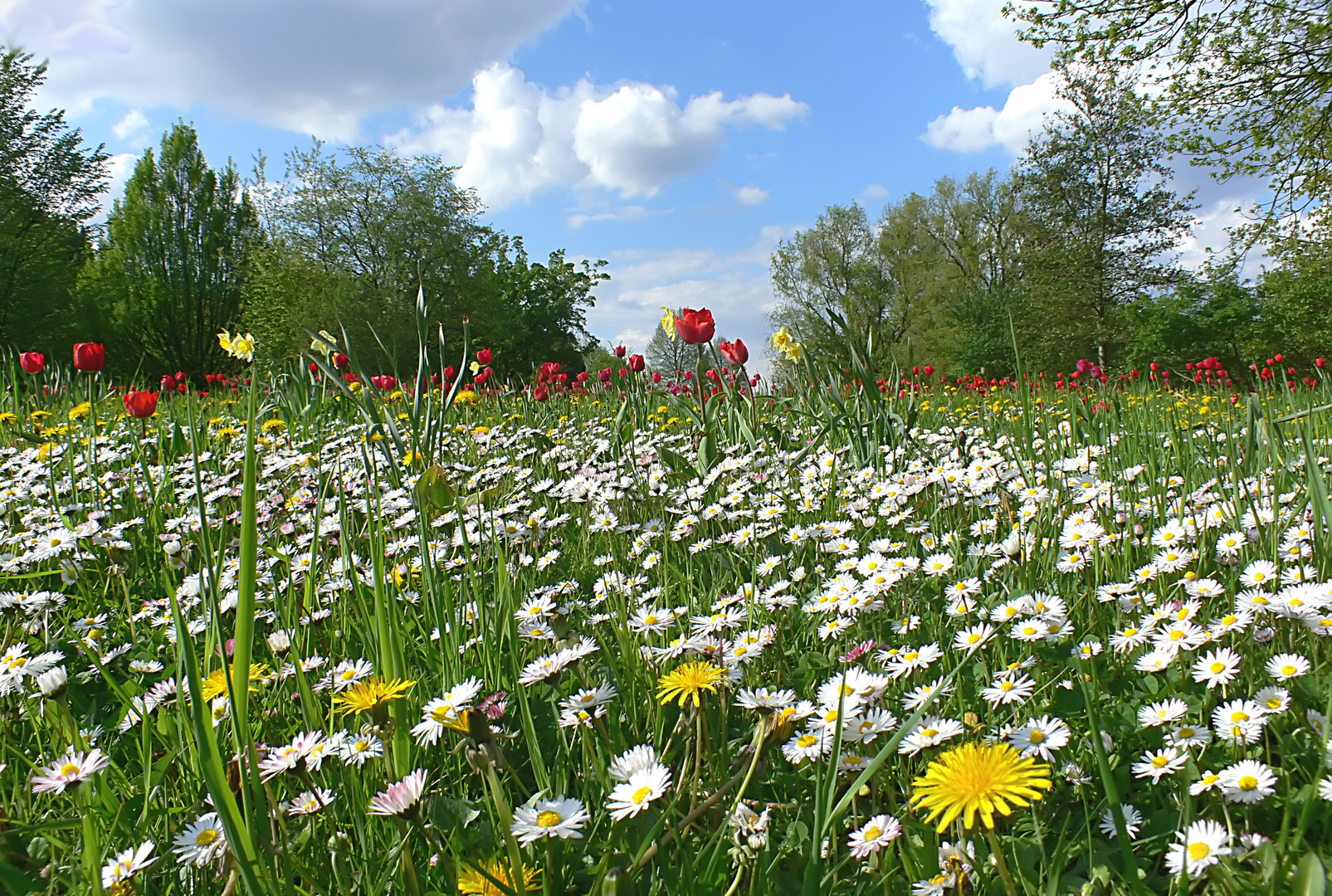 Frühlingswiese