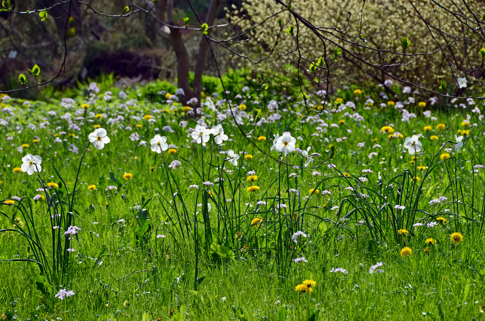 Frühlingswiese