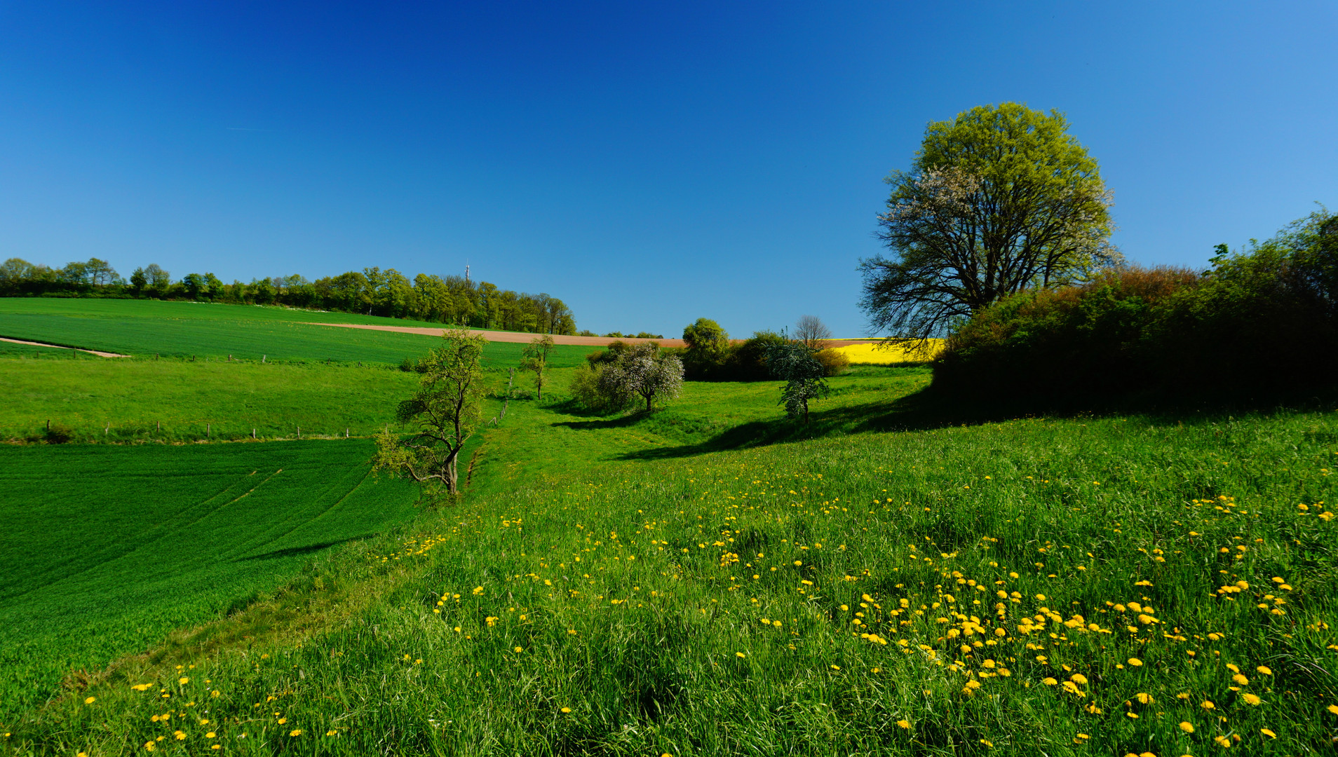 Frühlingswiese