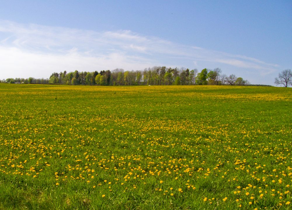 Frühlingswiese