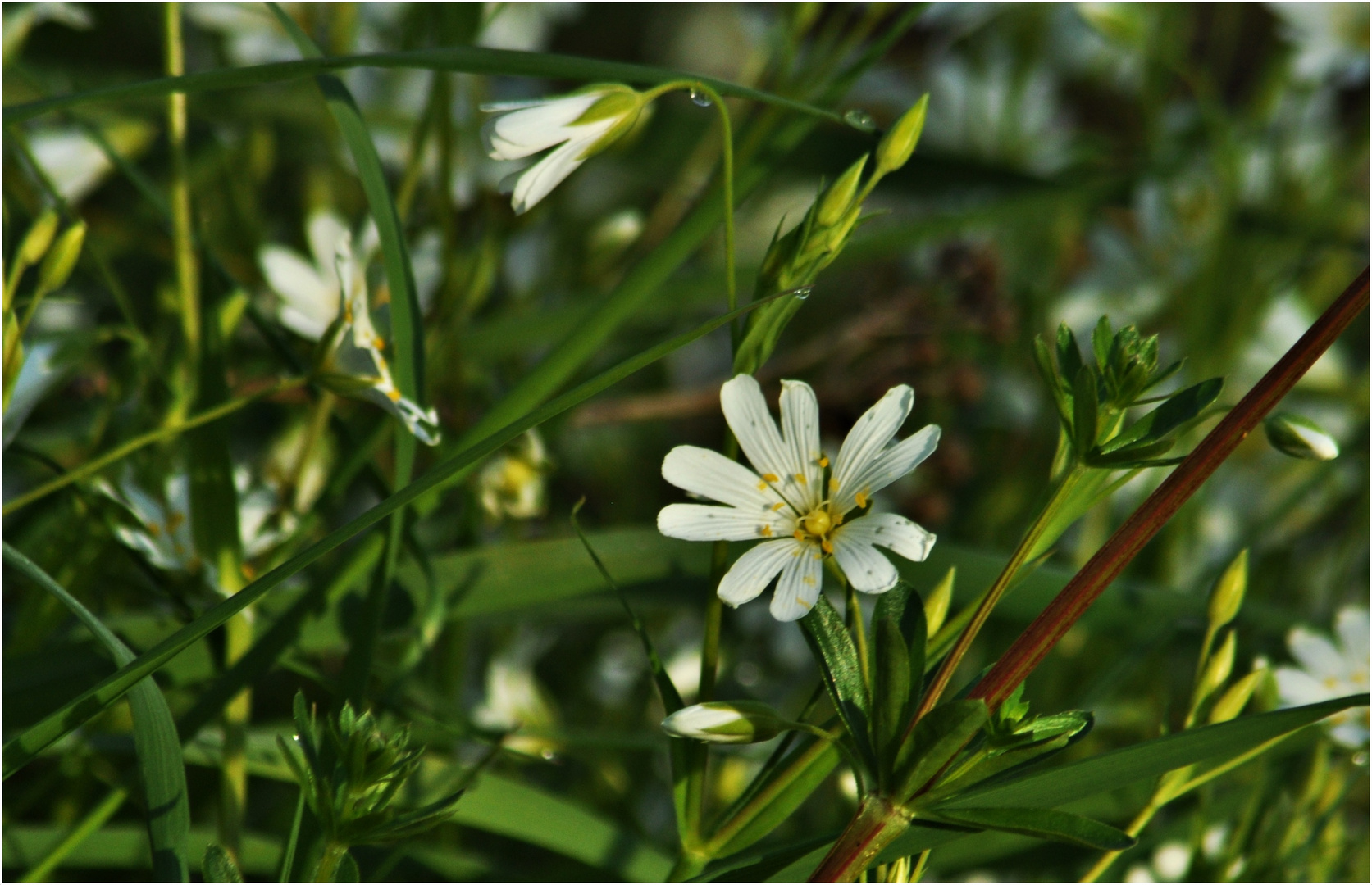 Frühlingswiese