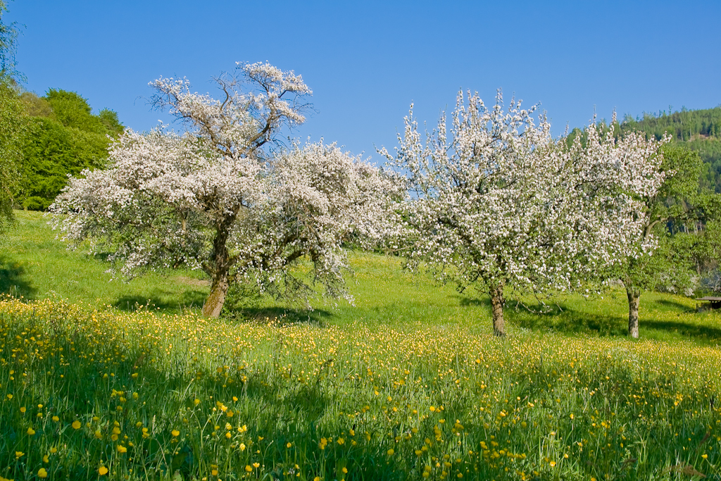 Frühlingswiese