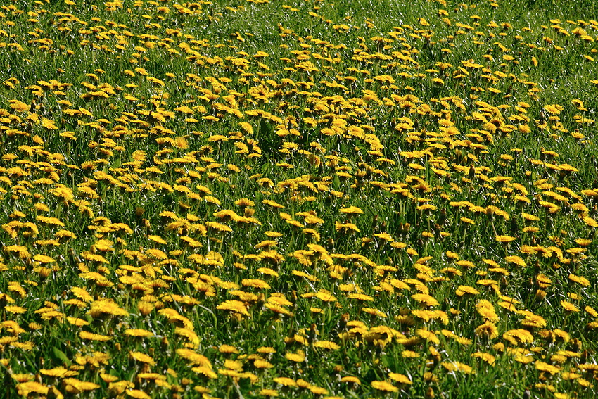 Frühlingswiese..