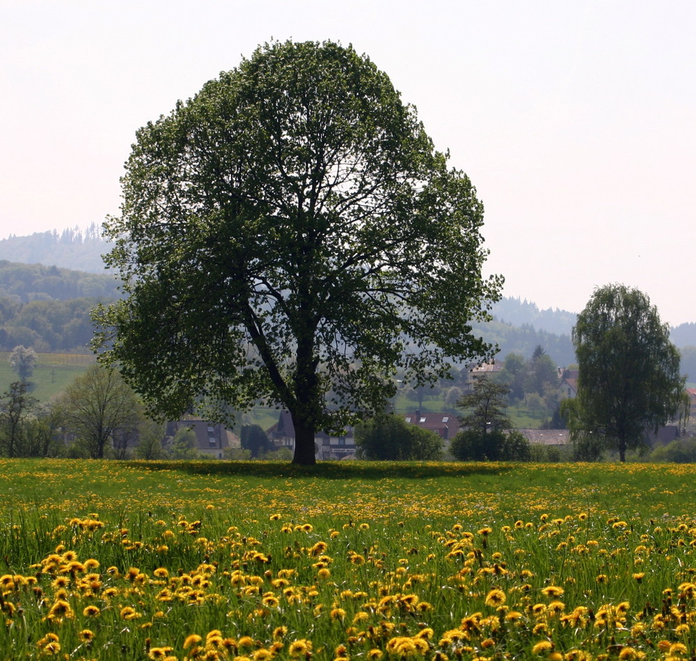 Frühlingswiese