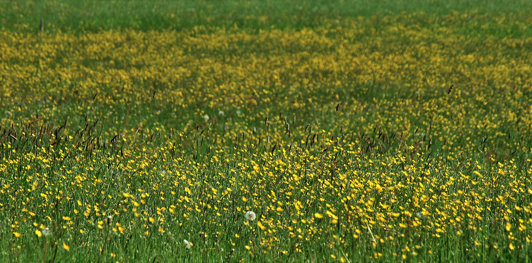 Frühlingswiese