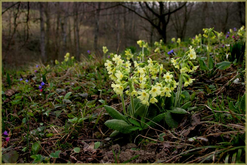 Frühlingswiese