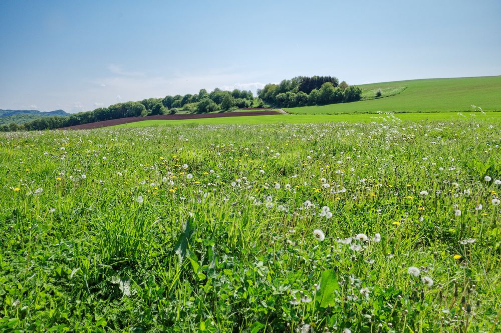 Frühlingswiese