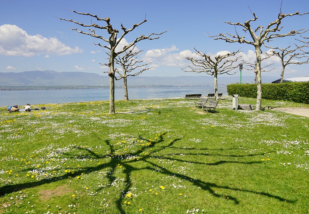 Frühlingswiese am Genfer See