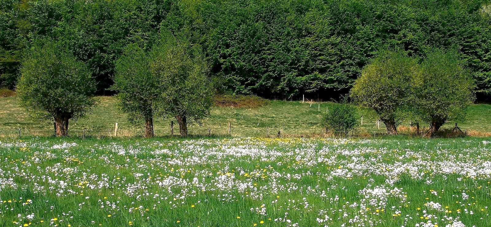 Frühlingswiese am Waldrand