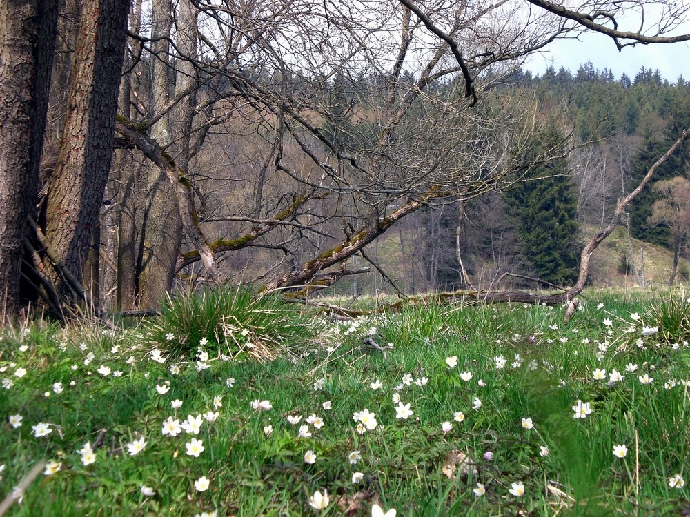 Frühlingswiese an der Warmen Bode bei Tanne.