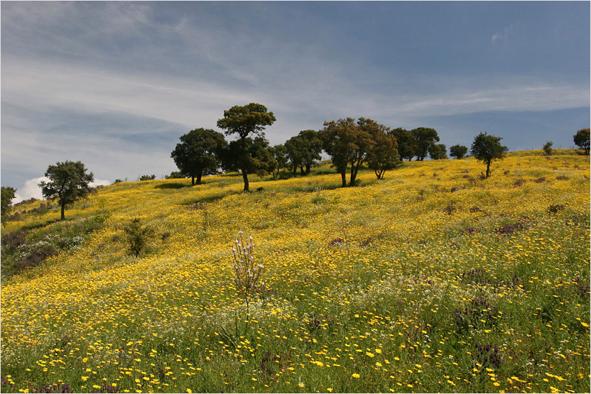 Frühlingswiese auf Sardinien