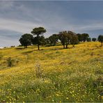 Frühlingswiese auf Sardinien