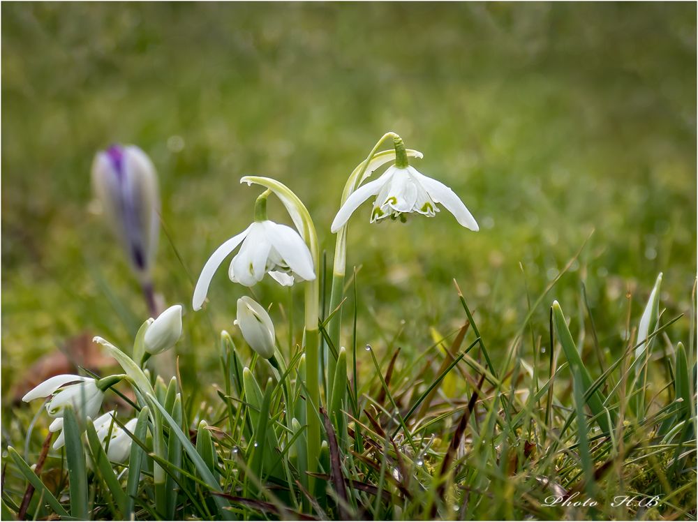 Frühlingswiese