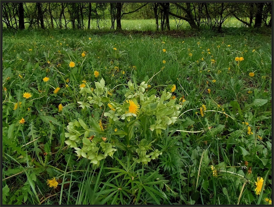 Frühlingswiese